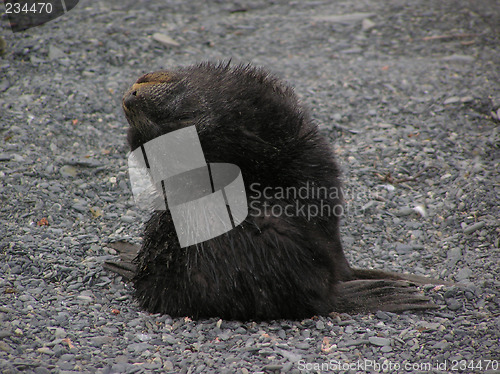 Image of Furseal pup