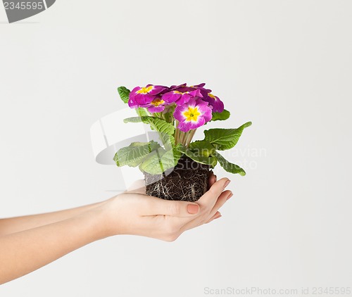 Image of woman's hands holding flower in soil