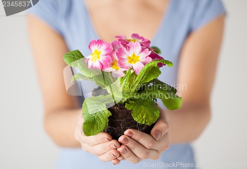Image of woman's hands holding flower in soil