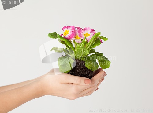 Image of woman's hands holding flower in soil