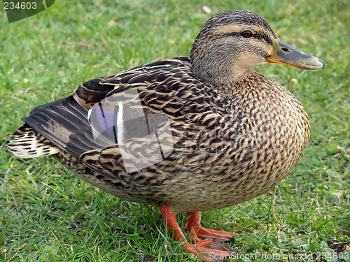 Image of Proud Mallard Duck