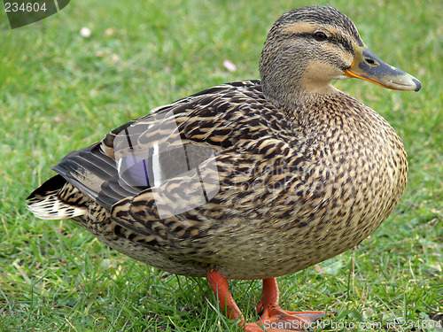 Image of Calm Mallard Duck