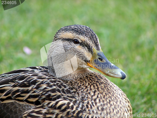 Image of Mallard Duck Closeup