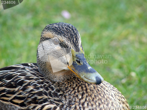 Image of Mallard Duck Closeup