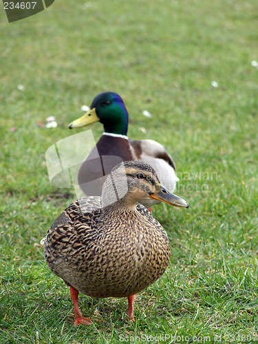 Image of Mallard Duck Couple