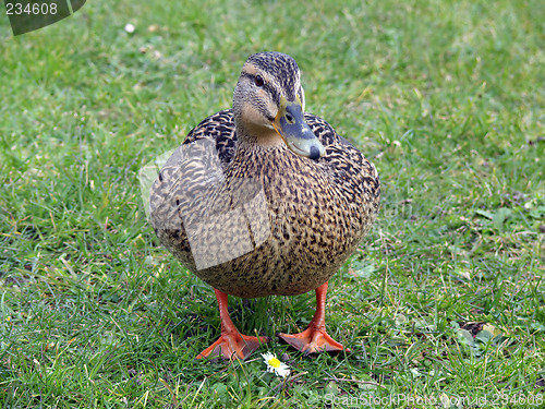 Image of Mallard Duck & Flower