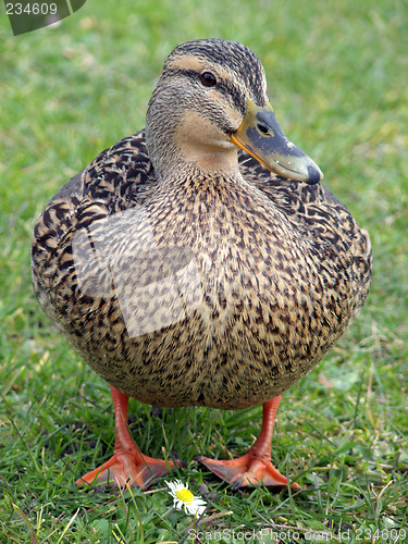 Image of Mallard Duck & Flower