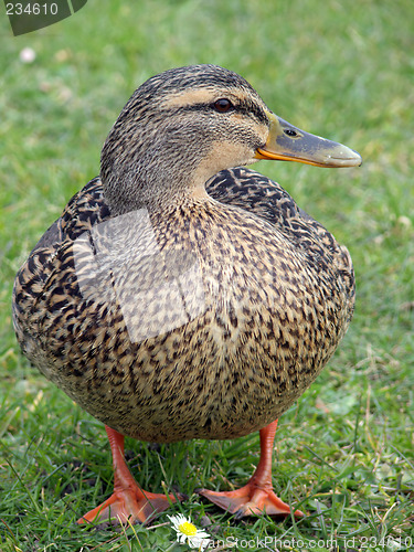 Image of Happy Mallard Duck