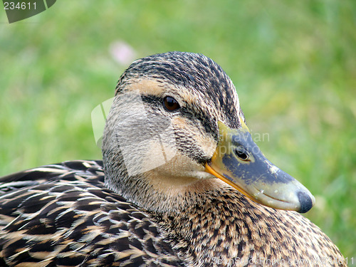 Image of Mallard Duck Closeup