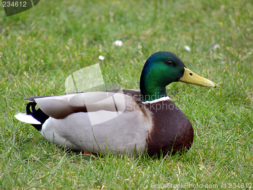 Image of Mallard Duck