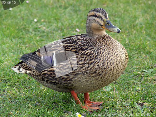 Image of Proud Mallard Duck