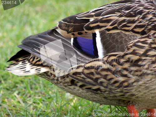 Image of Mallard Duck Closeup