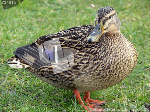 Image of Proud Mallard Duck