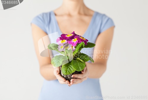 Image of woman's hands holding flower in soil