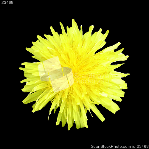 Image of Dandelion Head