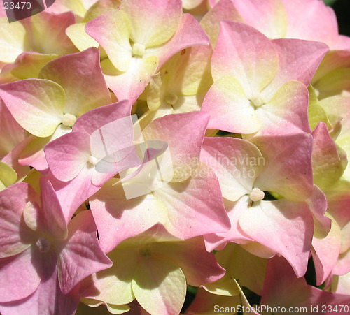 Image of Pink background