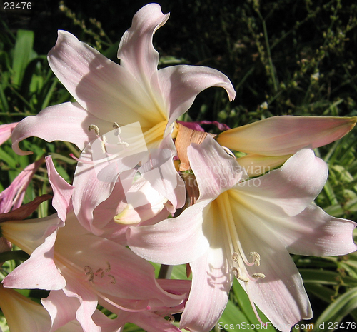 Image of Pink background