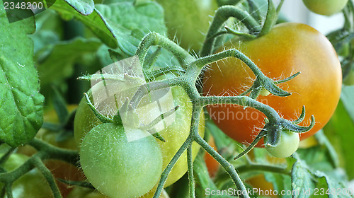 Image of unripe tomatoes