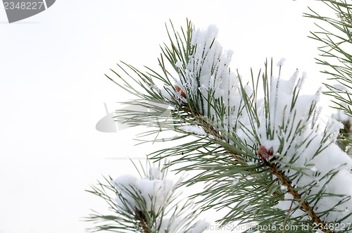 Image of pine tree branch covered with snow  