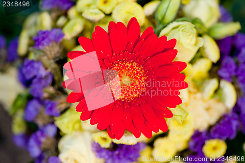 Image of beautiful colorful collection of flowers spring summer celebration