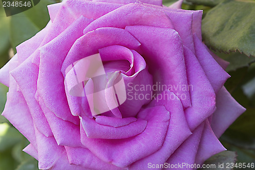 Image of Beautiful blossoming rose against the green of the leaves