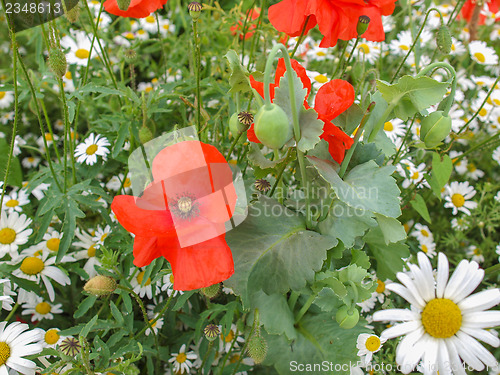 Image of Papaver flower