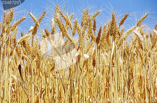 Image of Ripe spikes of wheat