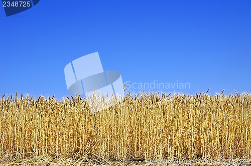 Image of Ripe spikes of wheat