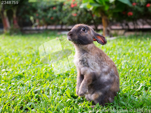 Image of little rabbit in the garden grass