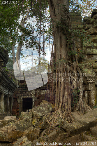 Image of Giant tree covering the stones of Ta Prohm temple in Angkor Wat