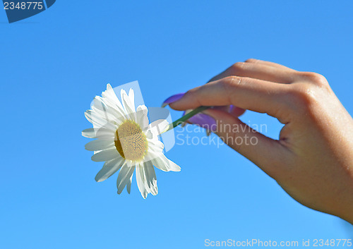 Image of camomile