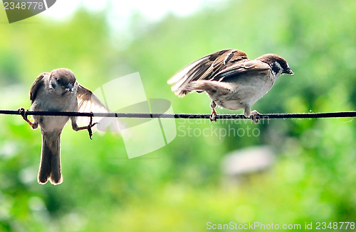 Image of two sparrows