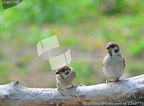 Image of sparrows