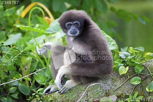 Image of Gibbon Monkey
