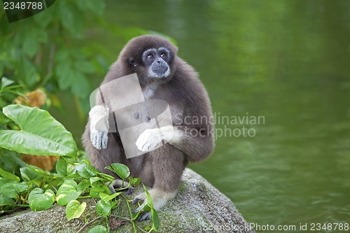 Image of Gibbon Monkey