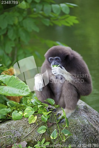 Image of Gibbon Monkey