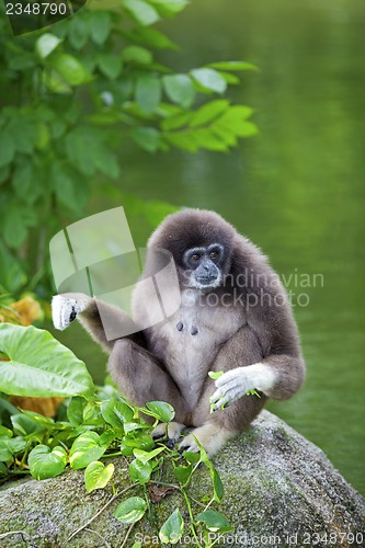 Image of Gibbon Monkey