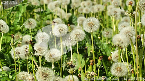 Image of fluffy dandelion