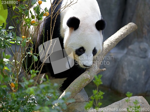 Image of Giant Panda