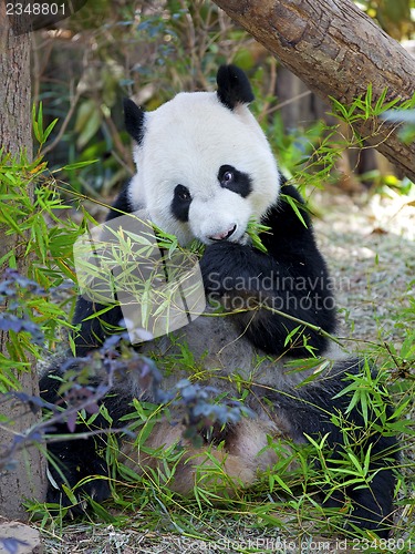 Image of Giant Panda