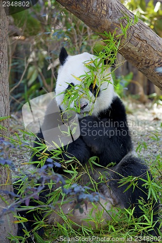 Image of Giant Panda