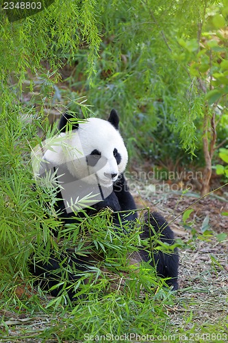 Image of Giant Panda