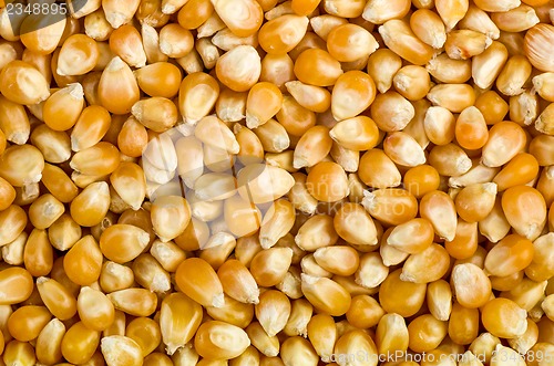 Image of Background of corn grains