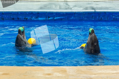 Image of Two dolphins dancing