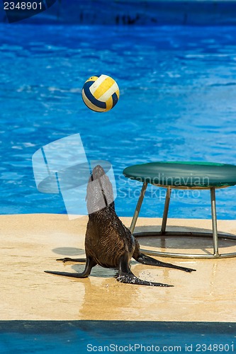 Image of Fur seal with ball