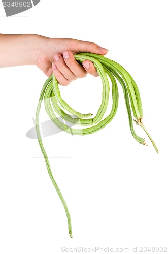 Image of Hand hold fresh long beans (Vigna unguiculata)