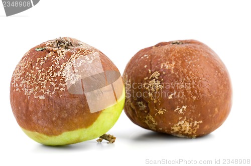 Image of Two rotten apples