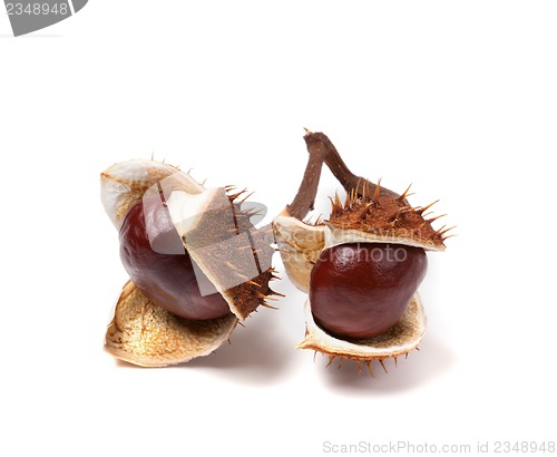 Image of Two horse chestnuts inside dry peel