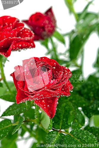 Image of red roses with water drops