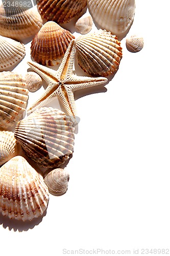 Image of sea shells and star 